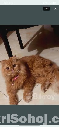 Scottish bloodline Persian cat
